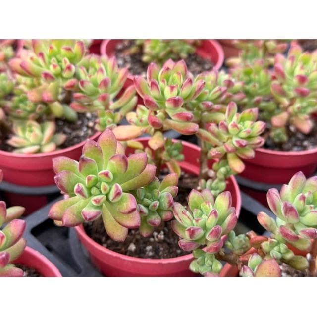 三吋盆 紅稚兒 露養 多肉植物 現貨