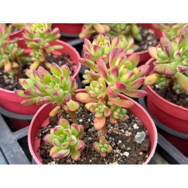 三吋盆 紅稚兒 露養 多肉植物 現貨