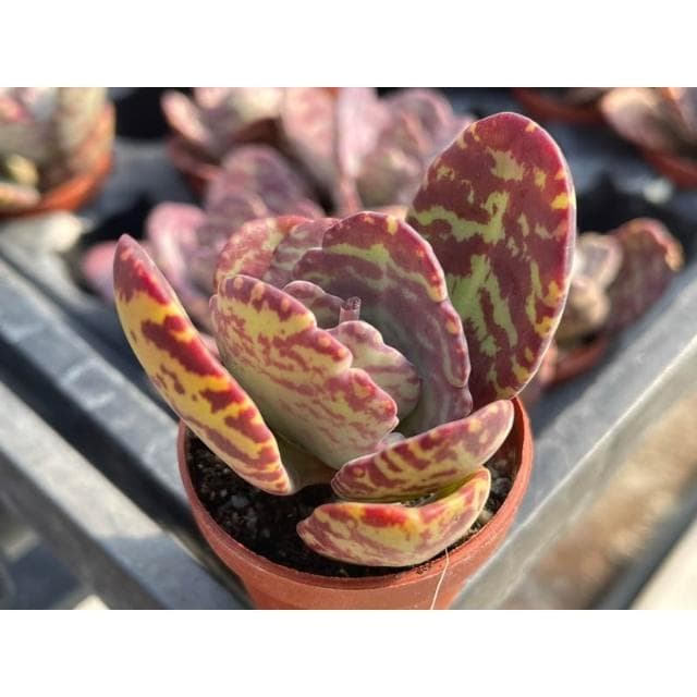 一寸盆 江戶紫 多肉植物 現貨