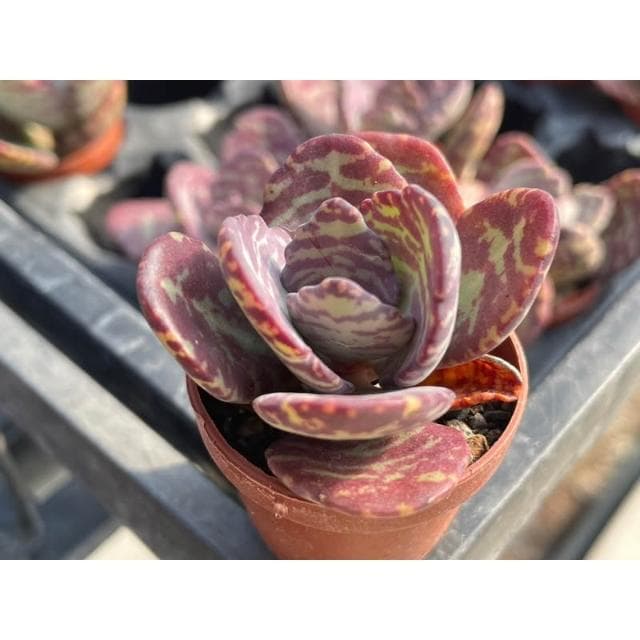 一寸盆 江戶紫 多肉植物 現貨