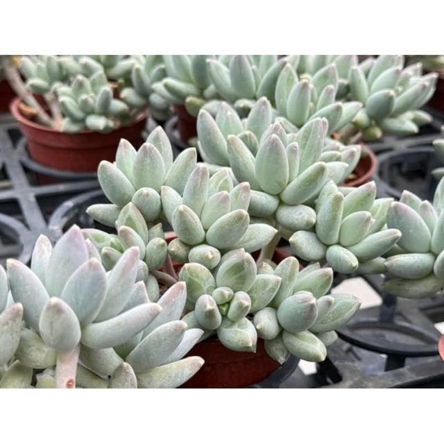 三吋盆 白千代 多肉植物 現貨