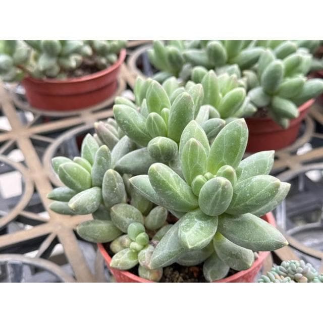 三吋盆 千代田之松💎鑽石般暗紋💎多肉植物 現貨
