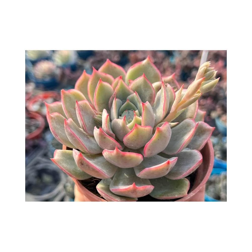 三寸盆 AK瑪麗亞 多肉植物 現貨