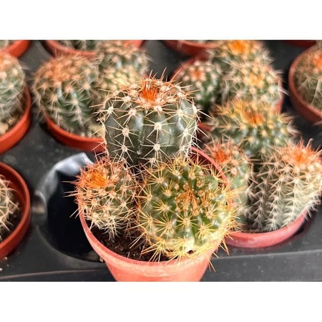 一寸盆 澤墨 仙人掌植物 現貨