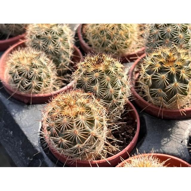 一寸盆 澤墨 仙人掌植物 現貨