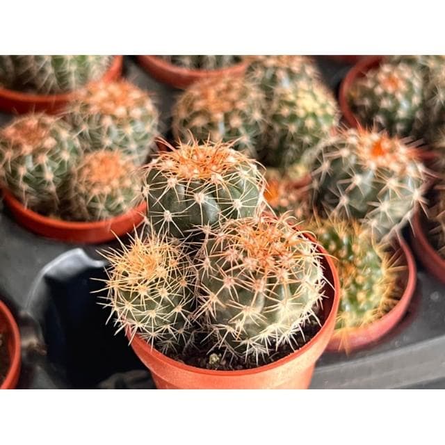一寸盆 澤墨 仙人掌植物 現貨