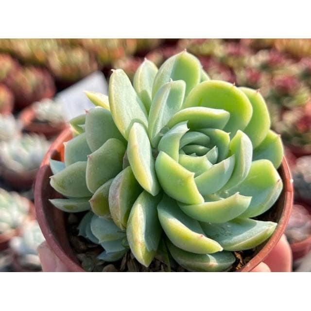 三寸盆 波特西娜 多肉植物 現貨