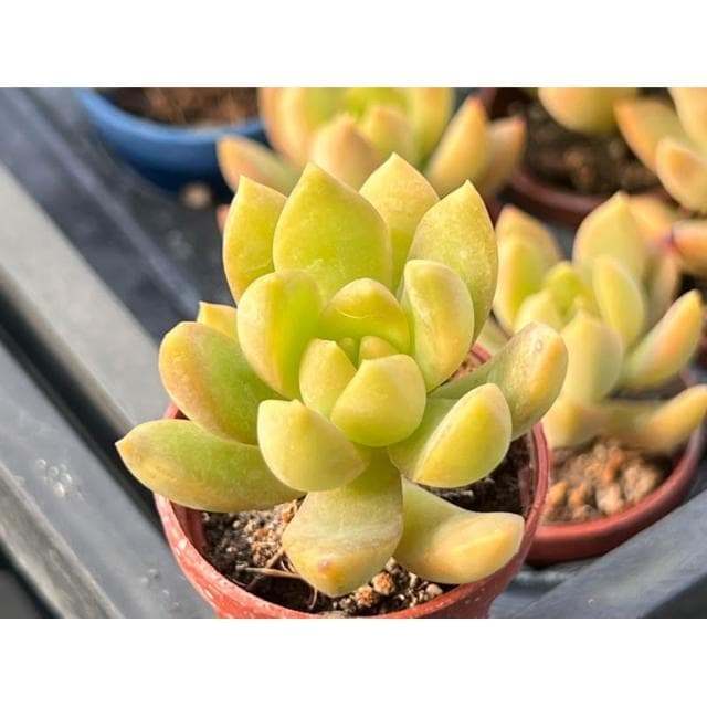 一吋盆 黃麗 多肉植物 現貨
