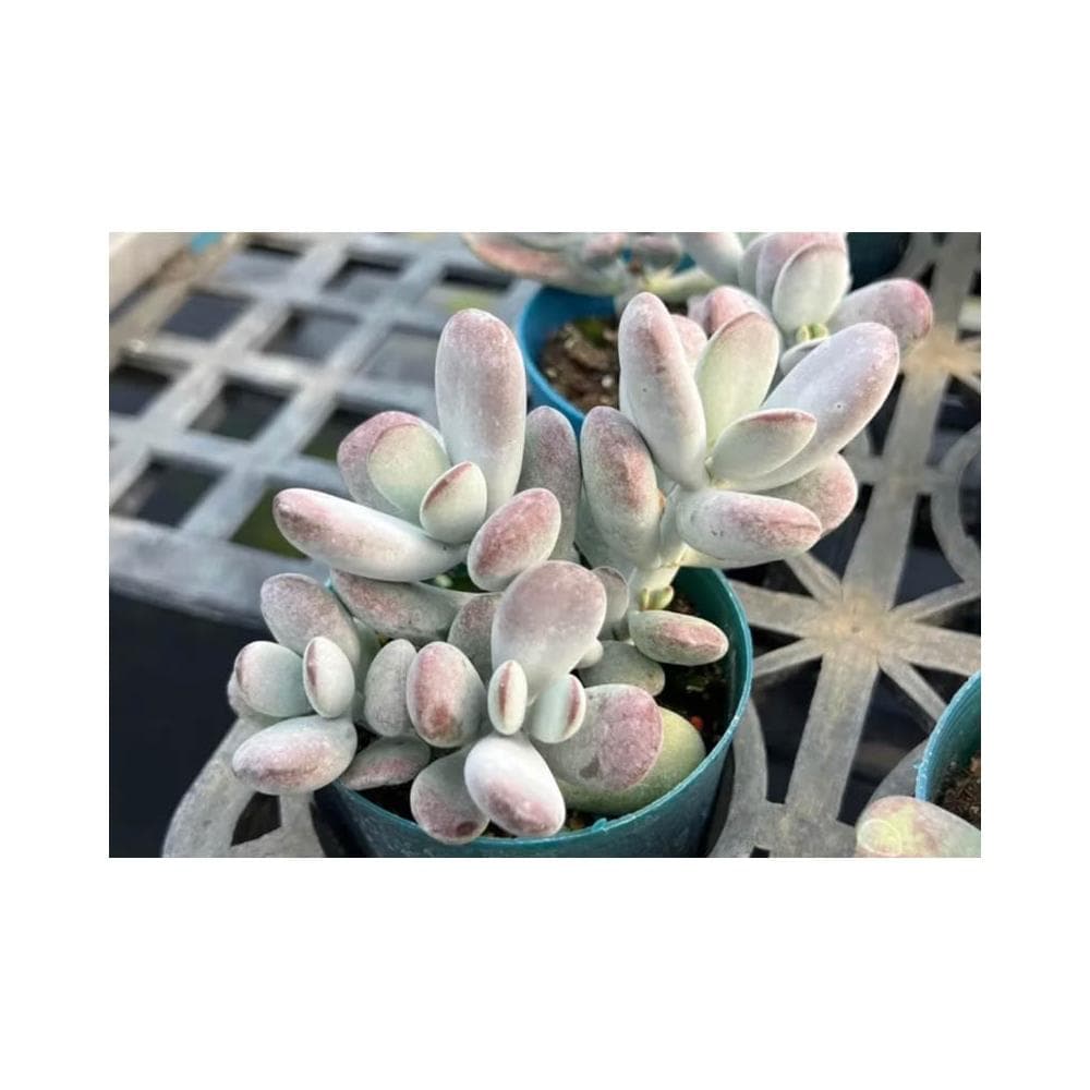 三吋盆 達摩福娘 多肉植物 現貨