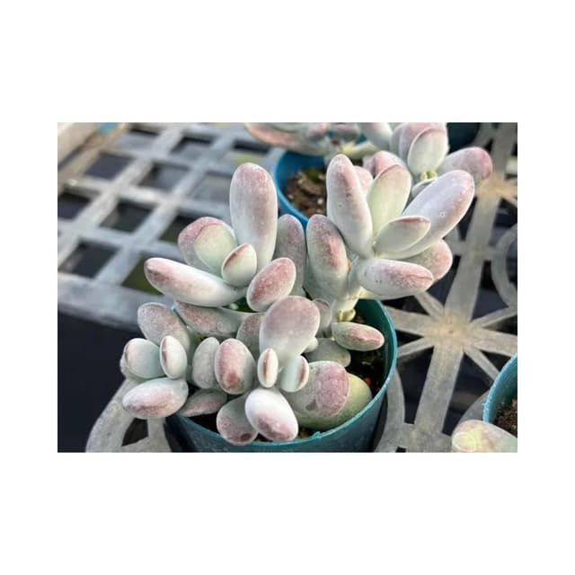 三吋盆 達摩福娘 多肉植物 現貨