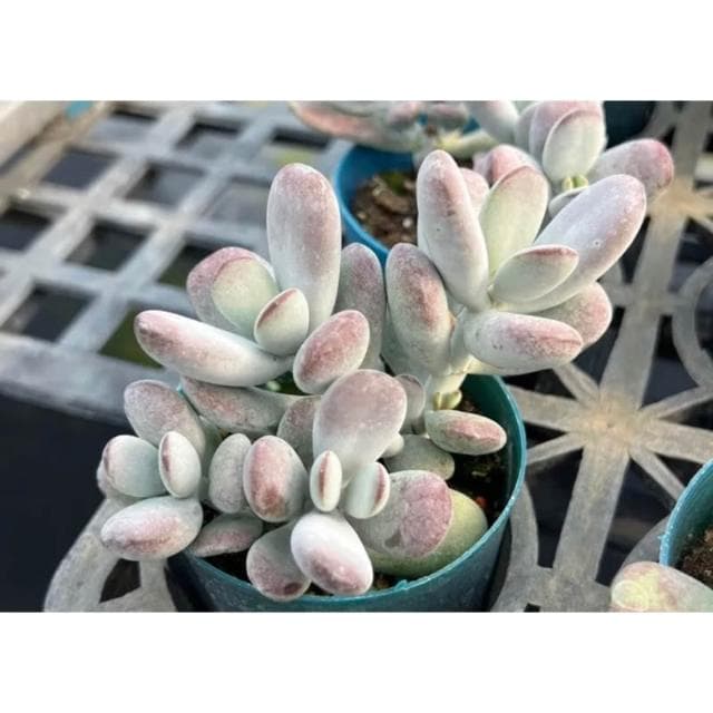 三吋盆 達摩福娘 多肉植物 現貨