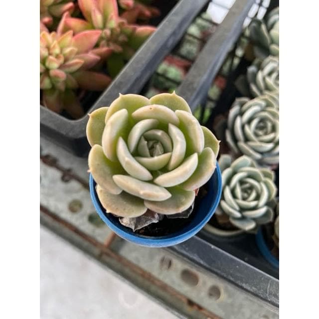 一寸盆 玉蝶 多肉植物 現貨