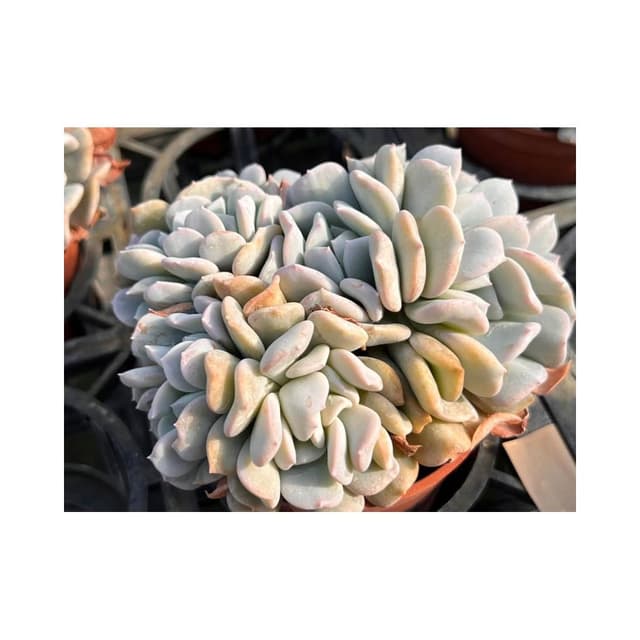 三吋盆 雪白特 多肉植物 現貨