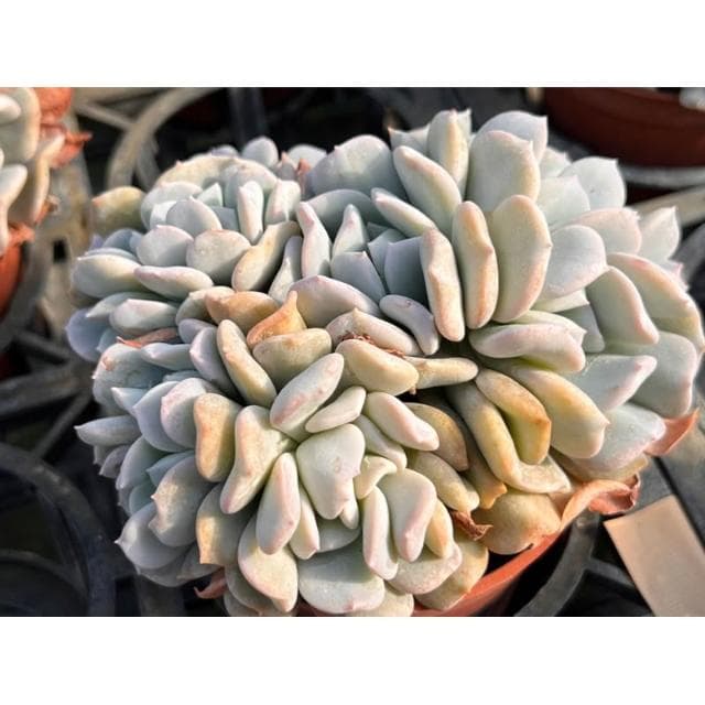 三吋盆 雪白特 多肉植物 現貨