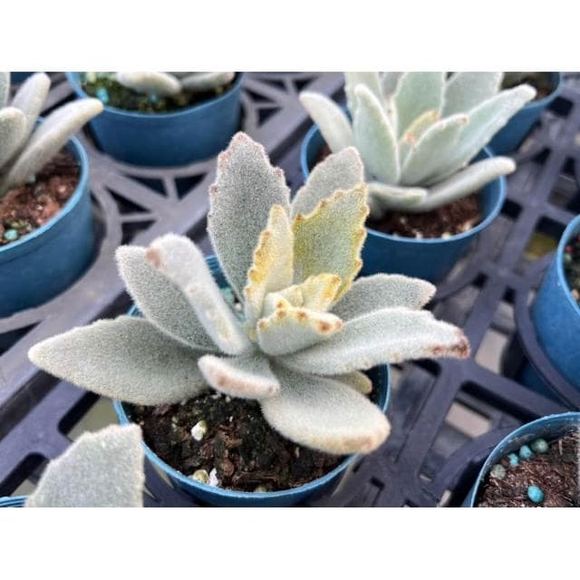 三吋盆 無星兔 多肉植物 現貨