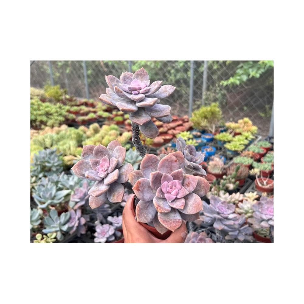 🌞三寸盆 超武雄🌞夏天好渡夏品種 多肉植物 現貨