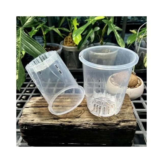 《斑啾植選》內建空氣柱透明高腳盆｜14cm(控根盆｜觀葉專用盆｜蘭花盆｜觀葉植物｜斑葉｜龜背芋｜室內植物｜盆栽)