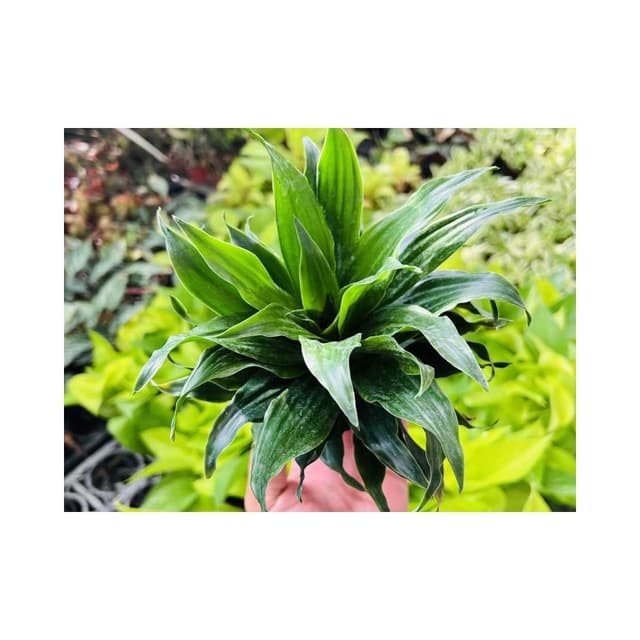 三寸盆 阿波羅 觀葉 多肉植物 現貨