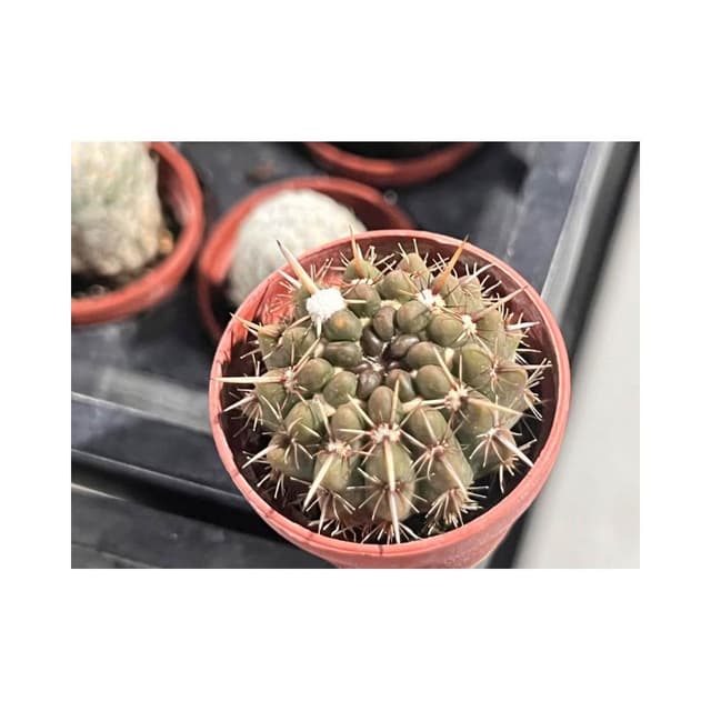 一寸盆 獅子丸 仙人掌 多肉植物 現貨