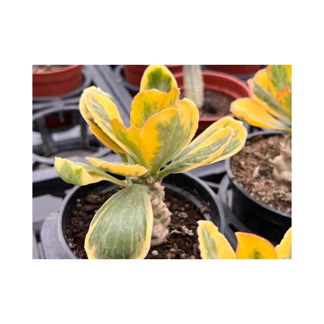 三吋盆 斑葉單刺麒麟 多肉植物 現貨