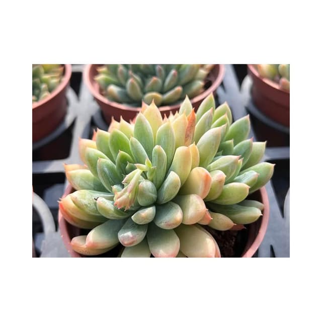 三吋盆 馬斯 多肉植物 現貨
