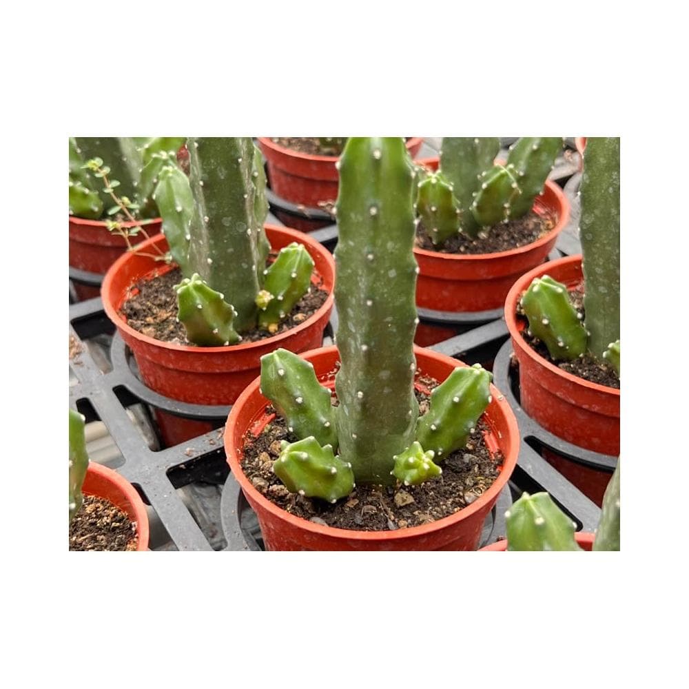三寸盆 桃太郎 開花/仙人掌植物 現貨