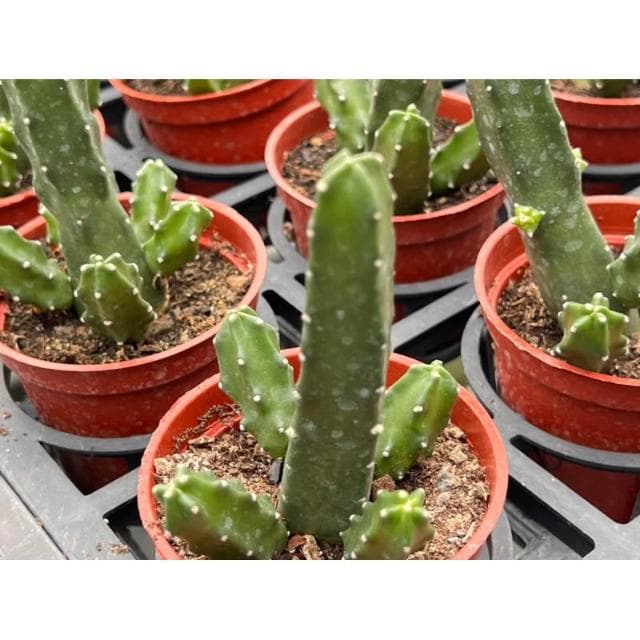 三寸盆 桃太郎 開花/仙人掌植物 現貨