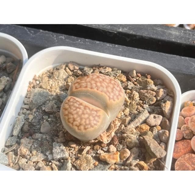三寸盆 石頭玉（單頭）多肉植物 現貨