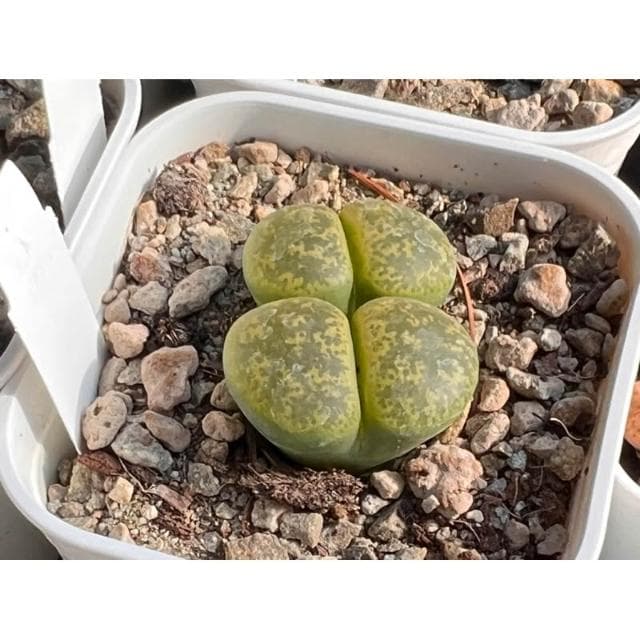 三寸盆 石頭玉（單頭）多肉植物 現貨