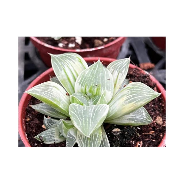 三寸盆 帝王壽錦 百合科植物 現貨