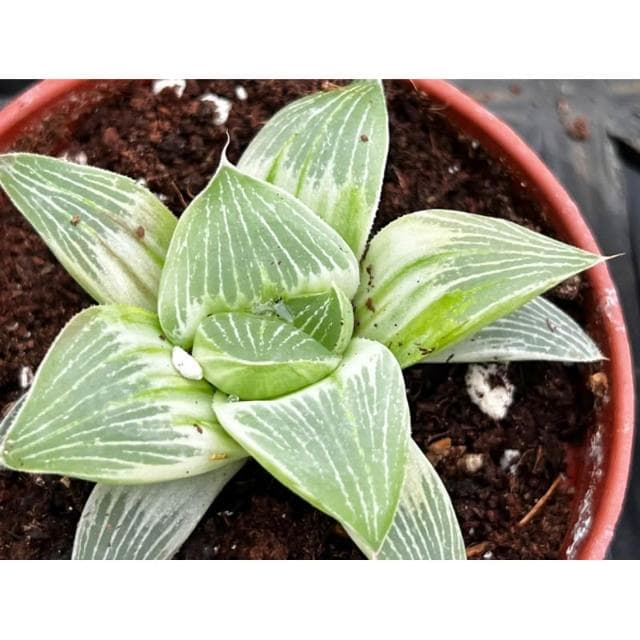 三寸盆 帝王壽錦 百合科植物 現貨