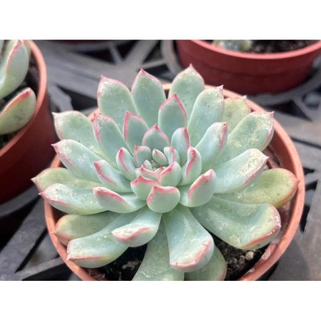 三寸盆 雨燕座 多肉植物 現貨