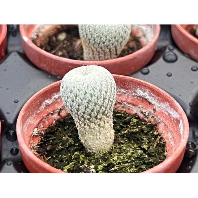 一寸盆 小人之帽 多肉植物 現貨