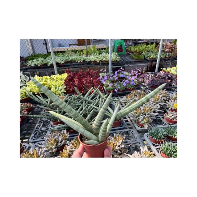 三寸盆 棒狀虎尾蘭 多肉植物 現貨