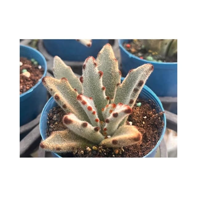 三寸盆 熊貓兔 多肉植物 現貨