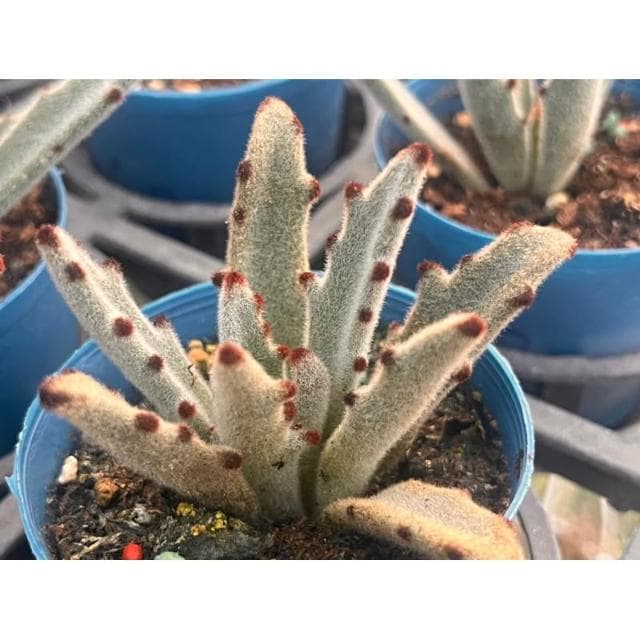 三寸盆 熊貓兔 多肉植物 現貨