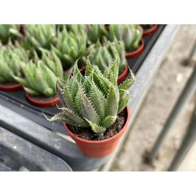 一寸盆 曲水之宴 多肉植物 現貨
