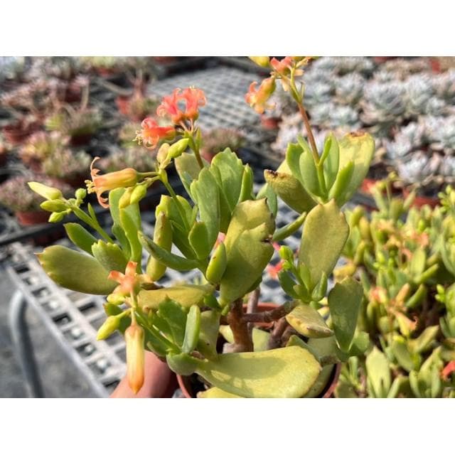 三寸盆 熊童子X嫁入娘/老欉 多肉植物 現貨