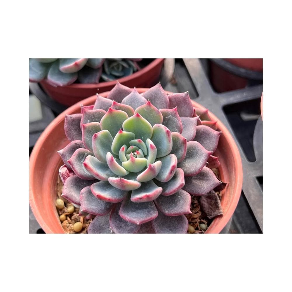 三寸盆 夢法娜娜（單頭）多肉植物 現貨