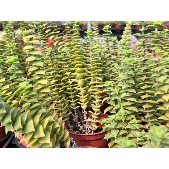 三寸盆 星王子/洋芋脆片 多肉植物 現貨