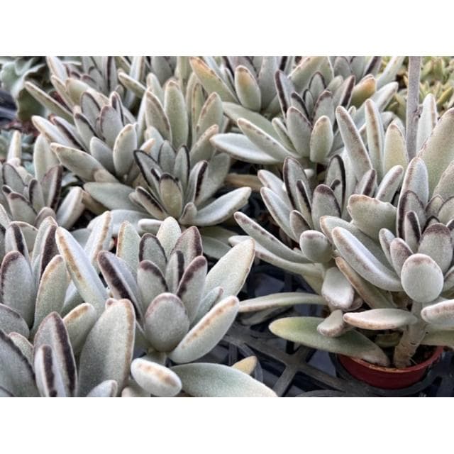 三寸盆 特鮮黑兔🌟超滿盆 多肉植物現貨