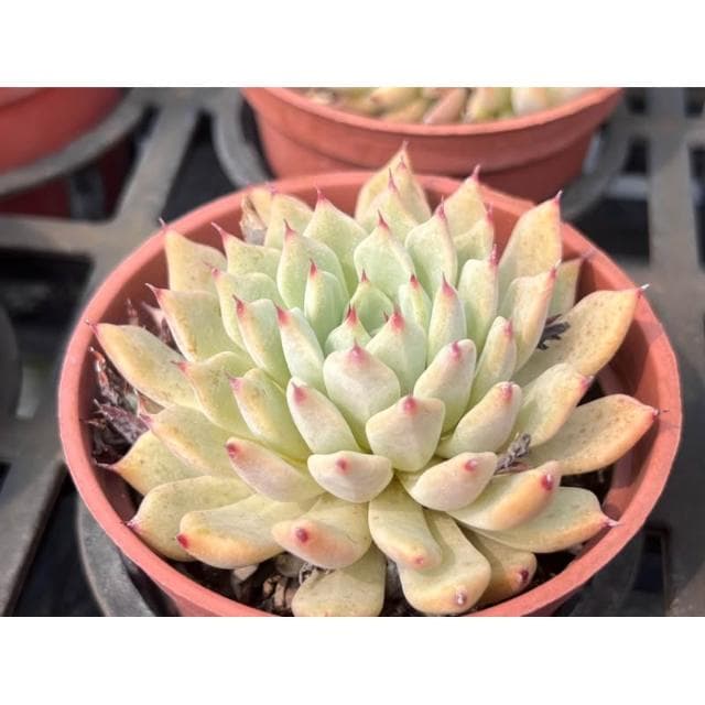 三寸盆 紅爪 多肉植物 現貨