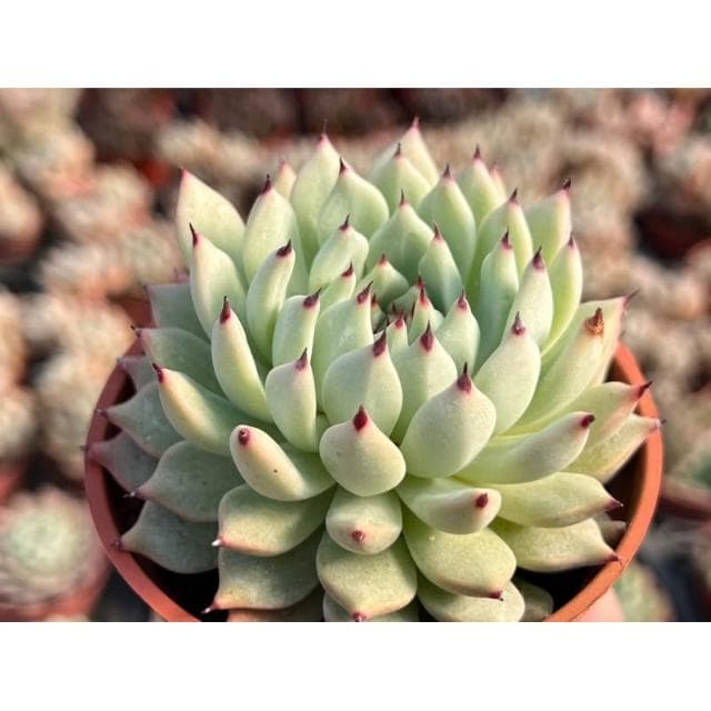 三寸盆 紅爪 多肉植物 現貨