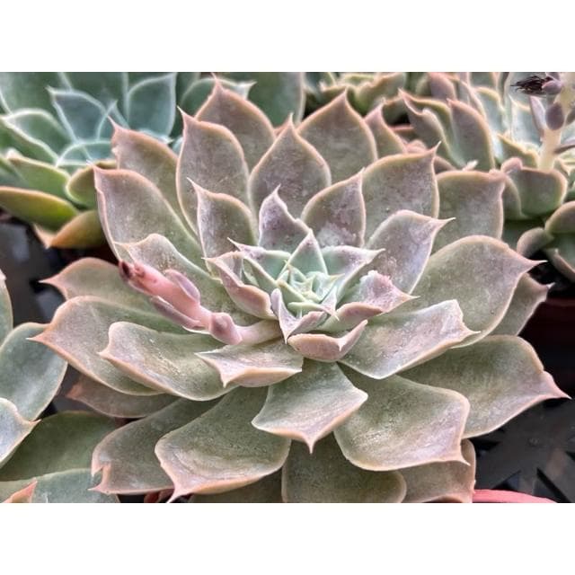 三寸盆 蒂凡妮X藍絲絨 多肉植物 現貨