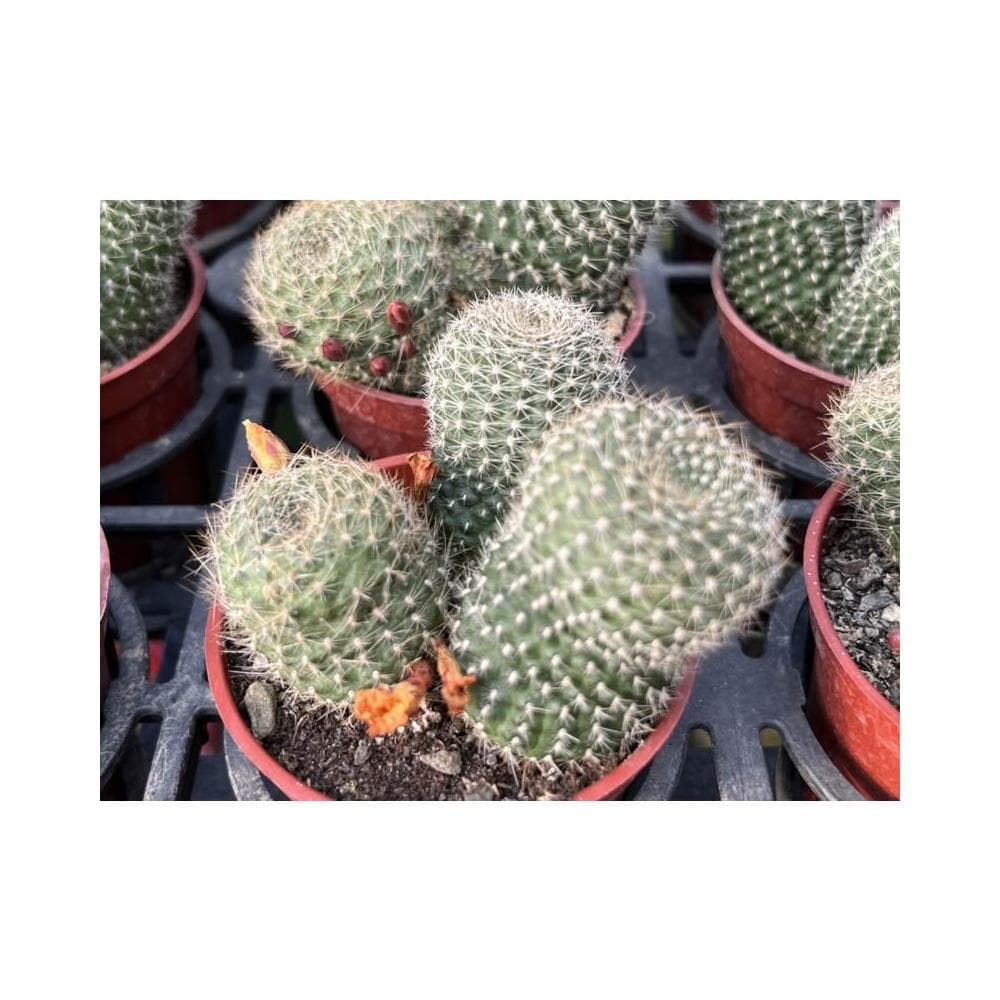 三吋盆 仙人掌 翡寶丸 多肉植物 現貨