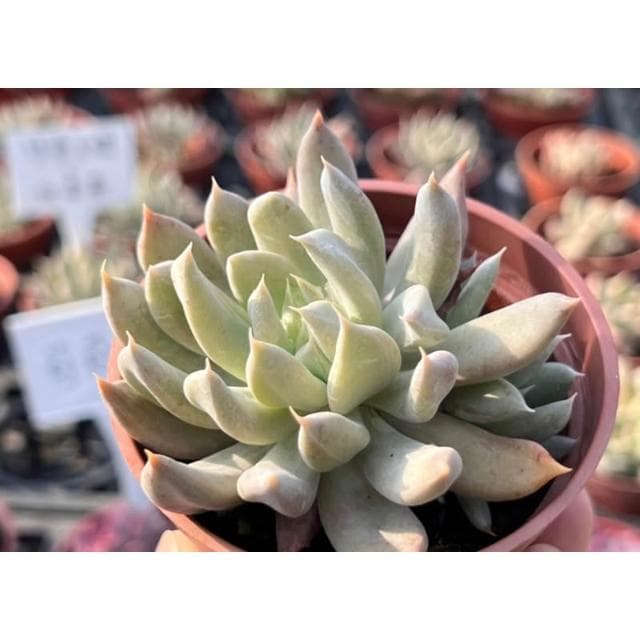 三寸盆 特葉玉蝶X杜里萬 多肉植物 現貨