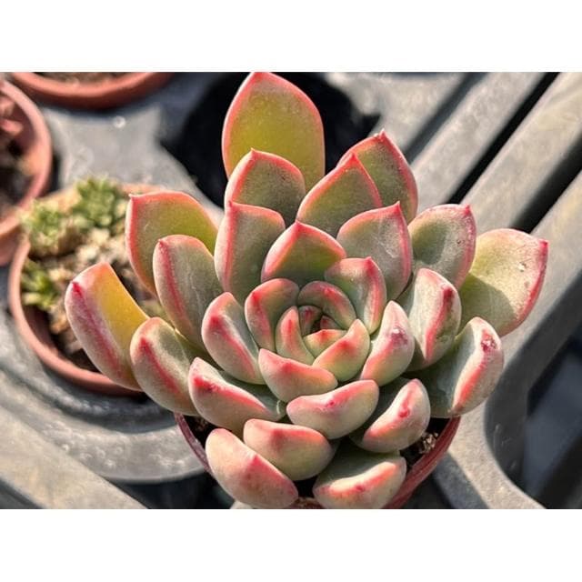 一寸盆 粉紅愛麗 多肉植物 現貨
