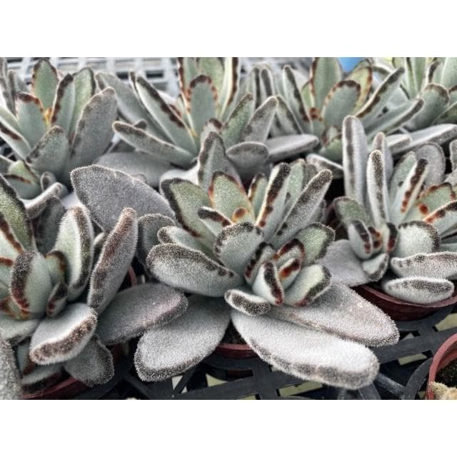 三寸盆寬葉黑兔 多肉植物 現貨