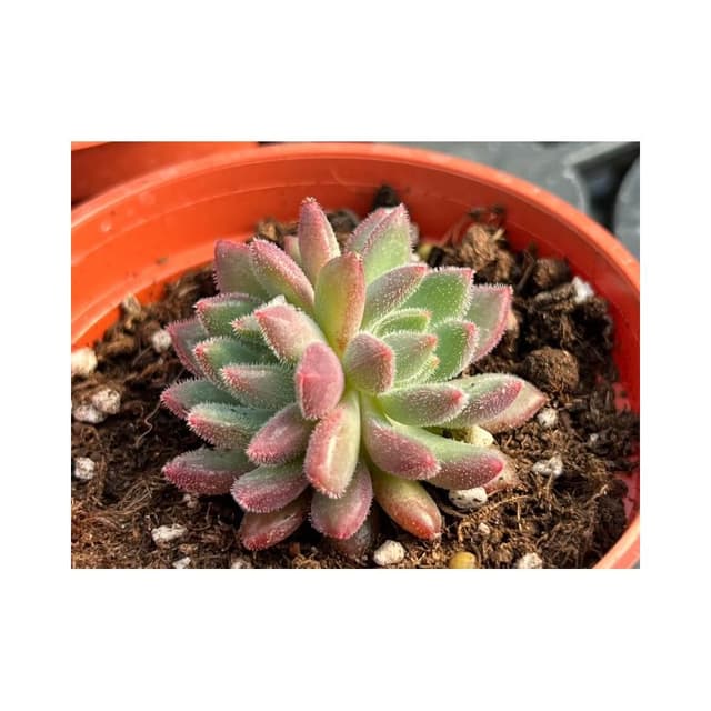 三寸盆 秘密 多肉植物 現貨