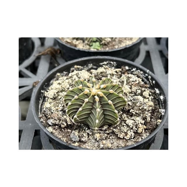 仙人掌 三吋盆 緋牡丹 多肉植物 現貨